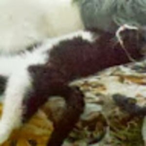 Meet your Posher, Viki